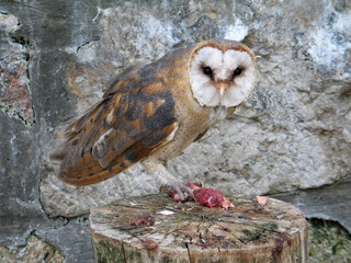 Barn owl (Tyto alba) portrait