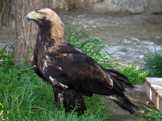 Eastern imperial eagle (Aquila heliaca) portrait