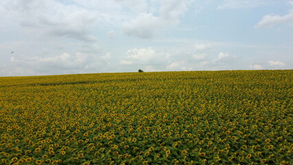 Beautiful landscape field of sunflowers,sky, white clouds on a summer day. Many flowers of blooming...