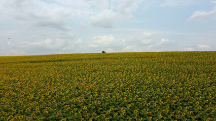 Beautiful landscape field of sunflowers,sky, white clouds on a summer day. Many flowers of blooming sunflowers in a large field of sunflowers. Sunflower crop harvest. Hill skyline. Aerial drone view.