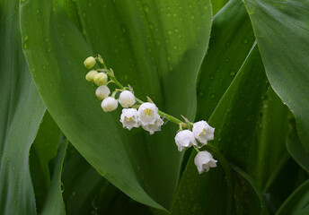 Flowering lily of the valley in rainy weather. © Viktor