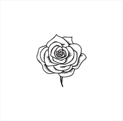 A rose vector line art for coloring page