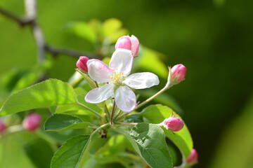 Apple blossom on a branch close-up.