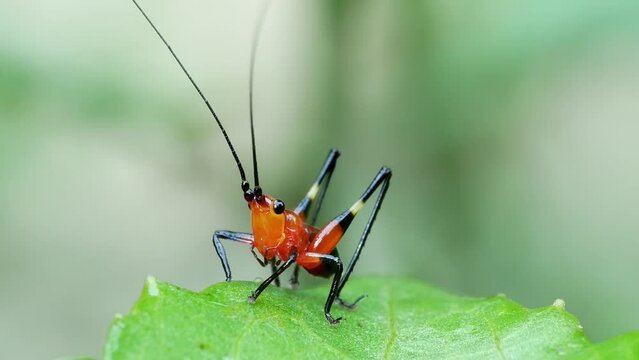 Black Kneed Conehead Nymph on the Leaves