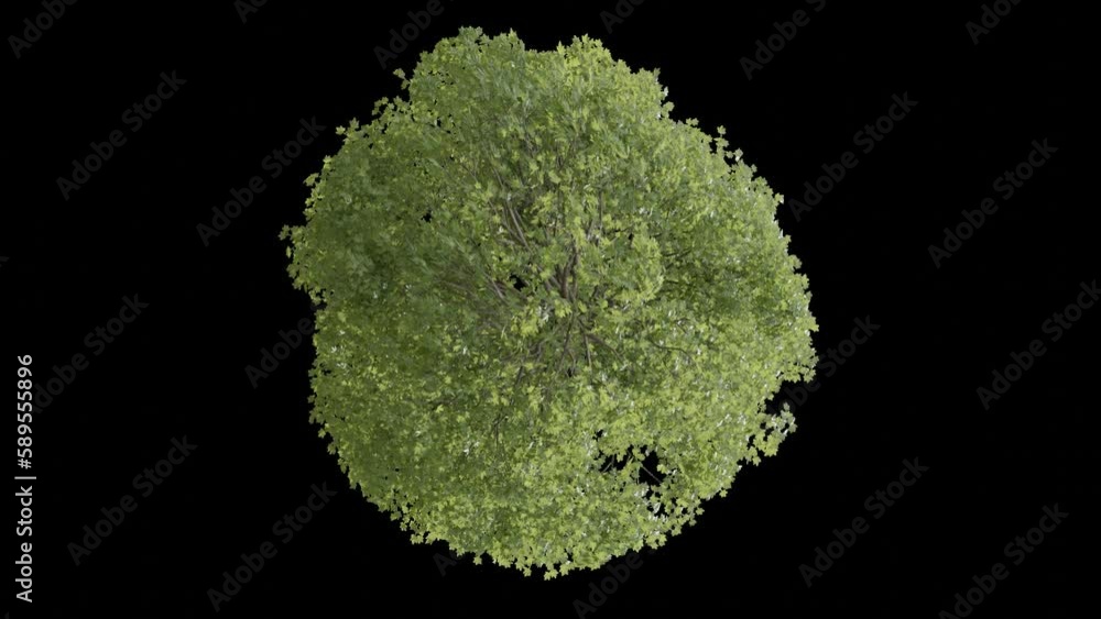 Poster top view tree animation footage transparent background for background and environment footage replacement , 3d illustration rendering