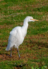 white heron walking on the grass in the desert near the hotel in Marsa Alama, Egypt