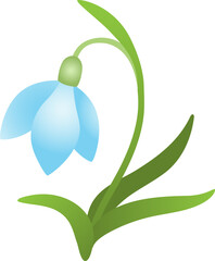 Snowdrop spring flower png icon isolated. Spring design element. Floral decoration snowdrop galantus bloom. Early blossom white flower. Spring botany illustration.