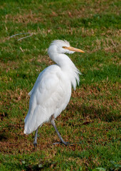 white heron walking on the grass in the desert near the hotel in Marsa Alama, Egypt