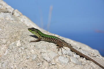 lizard Lacerta agilis in time and colors of mating