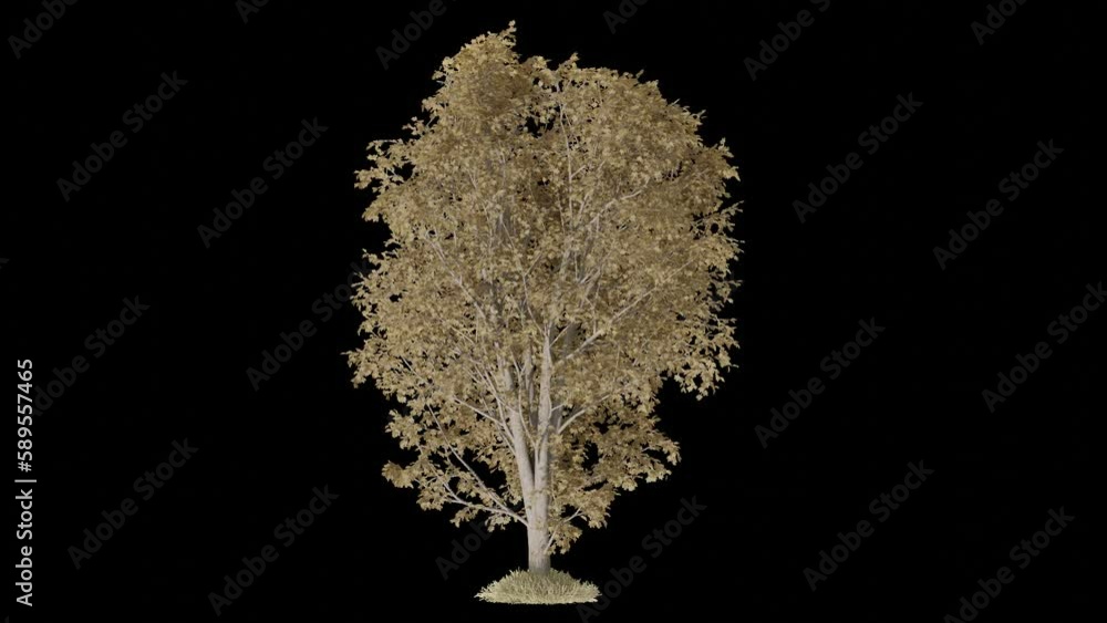 Poster autumn tree animation footage transparent background for background and environment footage replacem