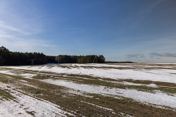 green winter wheat in the winter season