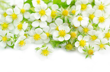 白い花の背景