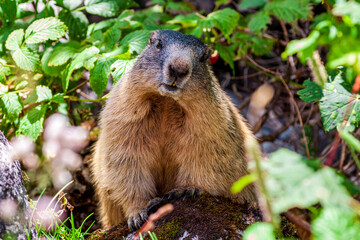 Wild cute Alpine Marmot Mankein (Marmota marmota) in nature. looking at the camera. Close-up. Mountain Jenner Bavaria of national park Berchtesgaderen Land, Germany