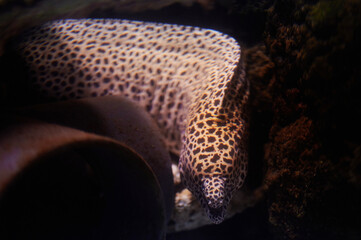Moray fish with black spots