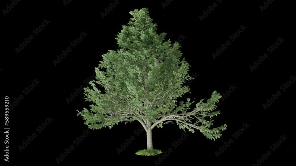 Poster apple tree animation footage transparent background for background and environment footage replacement , 3d illustration rendering