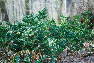 Into the woods during summer