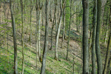 Naklejka premium Into the woods during summer