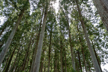 森の中にある風景
