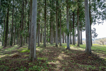Obraz premium 森の中にある風景