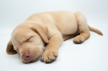 Obraz premium Sweet dreaming labrador cub