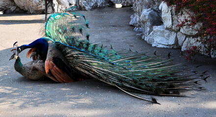 Obraz premium Indian peafowl blue (Pavo cristatus) copulation