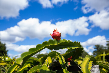 red dragon fruit growing with blue sky behind