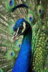 Indian peafowl blue (Pavo cristatus) portrait