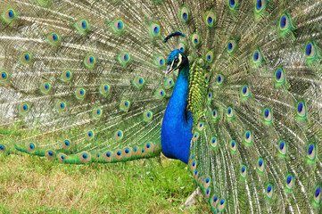 Obraz premium Indian peafowl blue (Pavo cristatus) portrait