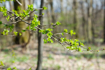 Into the woods during summer