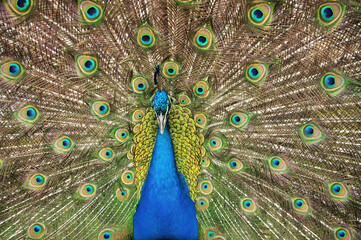 Obraz premium Indian peafowl blue (Pavo cristatus) portrait