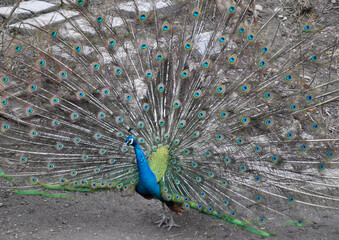 Naklejka premium Indian peafowl blue (Pavo cristatus) portrait