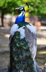 Obraz premium Indian peafowl hybrid of blue and white (Pavo cristatus) portrait