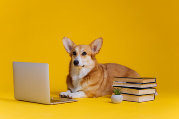 Smart cute Welsh Corgi Pembroke with laptop and stack of book is studying on yellow studio background. Most popular breed of Dog