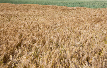 yellow ripe cereals in a field