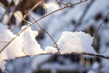 snow covered branches of tree