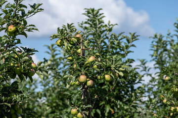 Apple orchard with a mature harvest of green apples