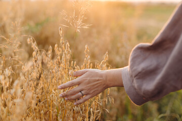 Woman hand holding oat stems in sunset light, hand close up. Summer grain harvest and rural slow life. Young female hand with crop ears in field countryside. Atmospheric tranquil moment