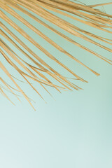 Golden dry palm tree leaf against blue turquoise stucco wall background.