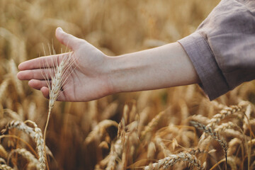 Fototapeta na wymiar Woman hand holding wheat stem in field, close up. Grain harvest. Female hand touching ripe wheat ears in summer countryside. Global hunger and food crisis. Rural life, atmospheric moment