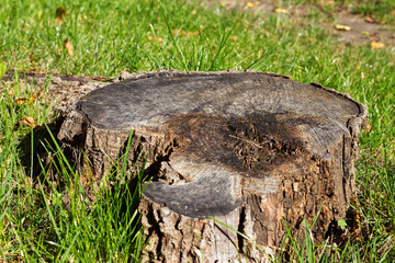 Old stump on a green meadow