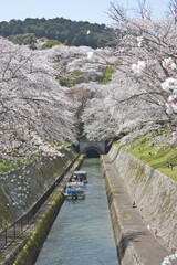Cherry Blossoms along the Lake Biwa Canal