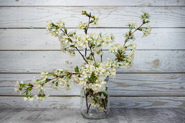 Flowering branches of a cherry tree in a jar. Spring flowering trees