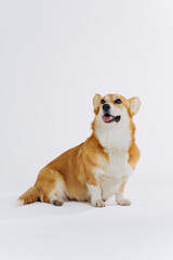Adorable cute Welsh Corgi Pembroke sitting on white background and looking at side. Most popular breed of Dog