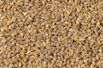 Cheap tasteless barley porridge close-up