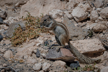 Barbary ground squirrel, atlantoxerus getulus, invasive species scavenging for food amongst rocks, Costa Calma, Fuerteventura