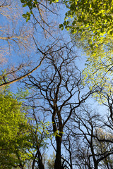 Young spring foliage of trees in the spring season