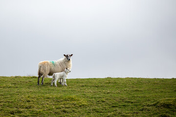 Sheep in County Antrim, Northern Ireland. Ewe with lamb