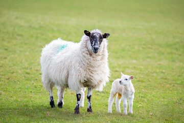 Sheep in County Antrim, Northern Ireland. Ewe with lamb