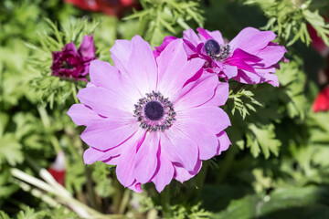 Obraz premium purple poppy anemone flowers