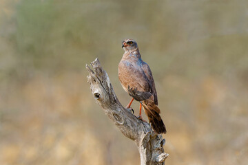 Juvenile Southern Pale  Chanting Goshawk on a tree branch